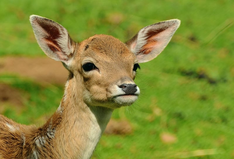 Woodland Deer